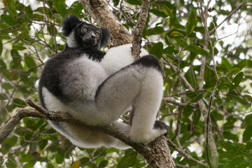 The Indri (Indri indri) in the rainforest of Andasibe-Mantadia National Park, Madagascar Wildlife, Africa.