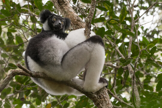 The Indri (Indri indri) in the rainforest of Andasibe-Mantadia National Park, Madagascar Wildlife, Africa.