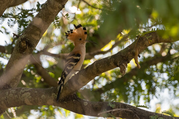 The Madagascar hoopoe in Isalo Nationaal Park, Madagascar Wildlife, Africa.
