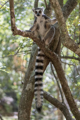 The Ring-tailed lemur (Lemur catta) in Isalo Nationaal Park, Madagascar Wildlife, Africa.