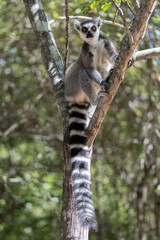Naklejka premium The Ring-tailed lemur (Lemur catta) in Isalo Nationaal Park, Madagascar Wildlife, Africa.