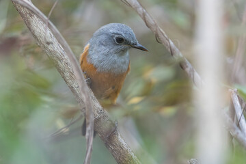 Benson's rock thrush (Monticola sharpei bensoni) in Isalo National Park, Madagascar Wildlife, Africa.