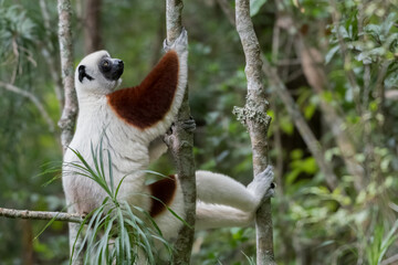 Coquerel's sifaka (Propithecus coquereli) close to Andasibe Mantadia National Park, Madagascar Wildlife, Africa.