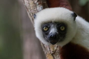 Coquerel's sifaka (Propithecus coquereli) close to Andasibe Mantadia National Park, Madagascar Wildlife, Africa.