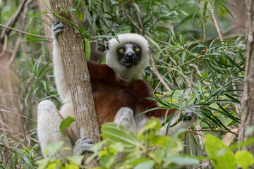 Coquerel's sifaka (Propithecus coquereli) close to Andasibe Mantadia National Park, Madagascar Wildlife, Africa.