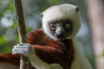 Coquerel's sifaka (Propithecus coquereli) close to Andasibe Mantadia National Park, Madagascar Wildlife, Africa.