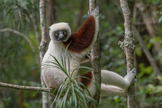 Coquerel's sifaka (Propithecus coquereli) close to Andasibe Mantadia National Park, Madagascar Wildlife, Africa.