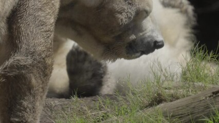 This video shows a pair of polar bears as the polar bear in the background rolls around playfully in dirt. - Powered by Adobe