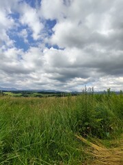 Green fresh grass on the meadow or garden and in the nature. Slovakia