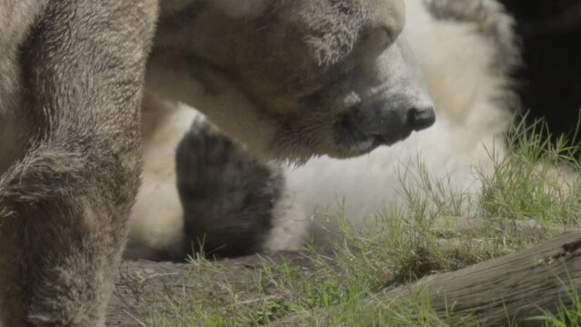 This video shows a pair of polar bears as the polar bear in the background rolls around playfully in dirt.