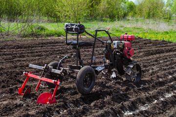 Gasoline walk-behind tractor bury potatoes in soil on potato plantation. Small farm tractor...