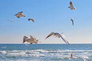 Fototapeta na wymiar Seagulls gracefully soaring in the air over the sea coast, sea waves in the rays of the sun