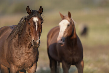 Fototapeta premium Horses faces in the green pastures in the stables