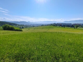 Green fresh grass on the meadow or garden and in the nature. Slovakia