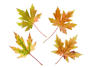 Silver maple or Acer saccharinum bright autumn colored four leaves set isolated transparent png. 