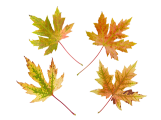 Silver maple or Acer saccharinum bright autumn colored four leaves set isolated transparent png. 