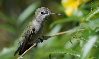 hummingbird on the branch