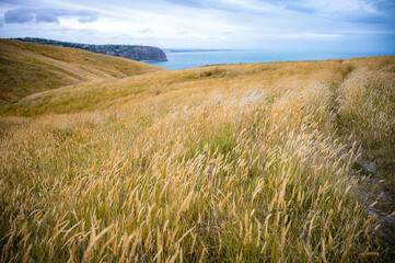 Track in Taylor's Mistake Beach