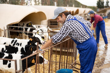 Adult man giving calves water from bucket at dairy farm