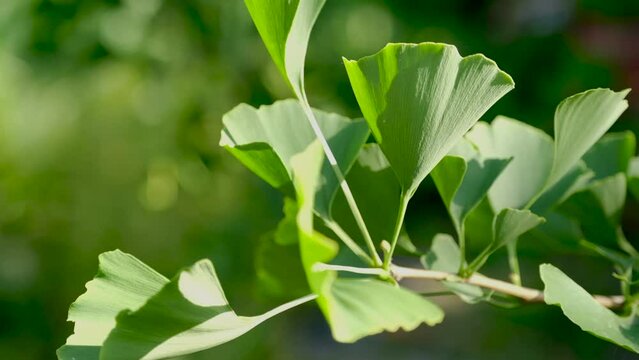Close-up of green ginkgo leaves under sunlight, natural view