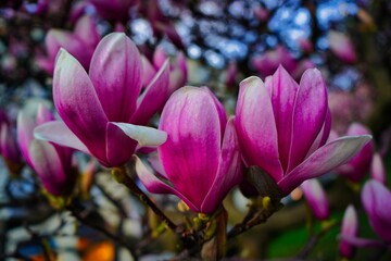 Fototapeta na wymiar Magnolia flowers in spring
