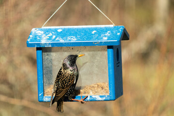 This shiny starling is coming to this bluebird feeder to smuggle the mealworms out from the hole....
