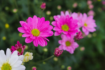 Obraz premium Chrysanthemum flowers in full bloom in Indonesia greenhouse