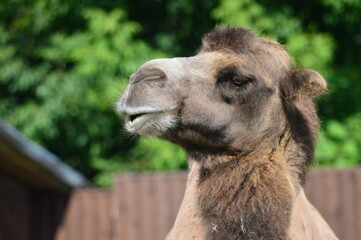 portrait of a camel