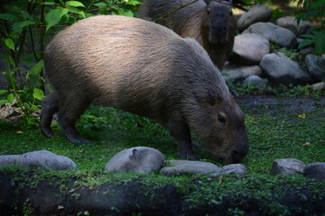 wild boar in the forest