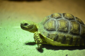turtle on the rocks