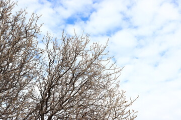 Fototapeta premium branches against blue sky