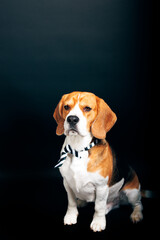 Beagle dog portrait shot, photography in pet photo studio 
