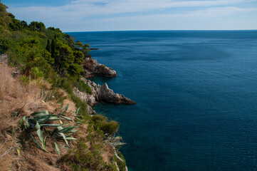 Aloe plants and trees hanging off the coast of Croatia in Dubrovnik