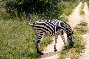 Fototapeta na wymiar Zebra in her natural habitat in Imire Rhino and Wildlife Conservancy, Zimbabwe, Africa