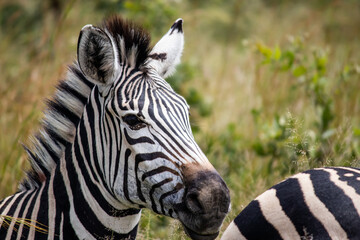 Zebra in her natural habitat savannah in Imire Rhino and Wildlife Conservancy, Zimbabwe, Africa