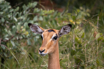 The impala or rooibok (Aepyceros melampus), medium-sized antelope resting in savannah grass, in Imire Rhino and Wildlife Conservancy National Park