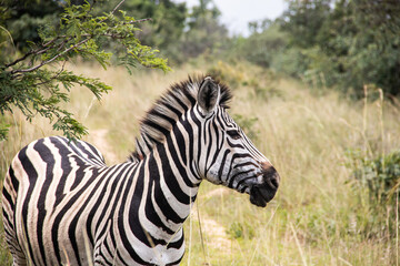 Zebra in her natural habitat in Imire Rhino & Wildlife Conservancy, Zimbabwe, Africa