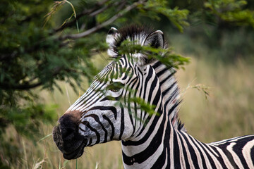 Fototapeta na wymiar Zebra in her natural habitat in Imire Rhino & Wildlife Conservancy, Zimbabwe, Africa