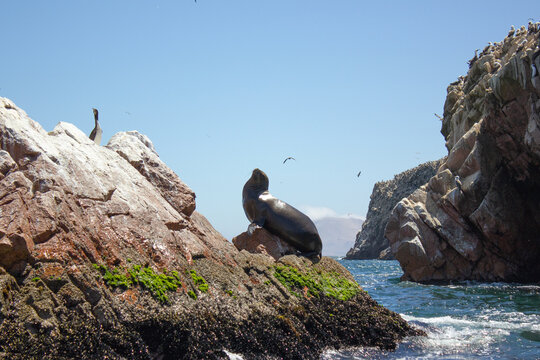 Lobo de mar en islote en la costa de paracas en peru