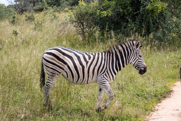 Fototapeta na wymiar Zebra in her natural habitat savannah in Imire Rhino and Wildlife Conservancy, Zimbabwe, Africa
