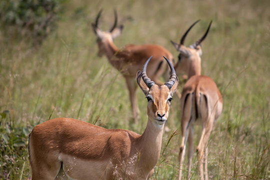 The impala or rooibok (Aepyceros melampus), medium-sized antelope resting in savannah grass, in Imire Rhino and Wildlife Conservancy National Park