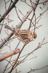 sparrow on branch