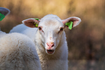 Obraz premium close up of a sheep