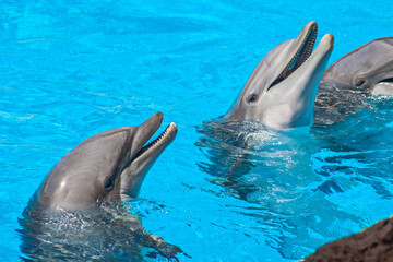 Show of beautiful dolphin jumps in zoo pool. Tenerife