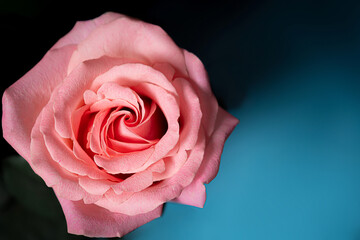 pink rose on black background