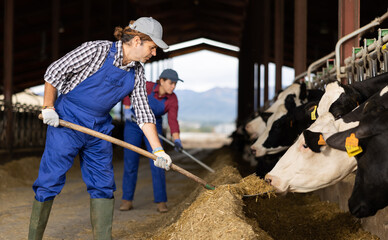 Skillful farmers feed cows in open cowshed at dairy cow farm