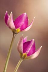 Obraz na płótnie Canvas Wiosenne kwiaty - Tulipany botaniczne Lilac Wonder