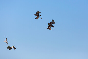 Beautiful Pelicans in Progreso Mexico