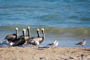 Beautiful Pelicans in Progreso Mexico