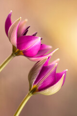 Wiosenne kwiaty - Tulipany, botaniczne Lilac Wonder
